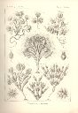 Vorschau Lithographie, Haeckel, Tafel 13: Dinobryon