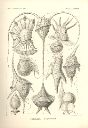 Vorschau Lithographie, Haeckel, Tafel 14: Peridinium