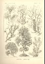 Vorschau Lithographie, Haeckel Tafel 15: Zonaria