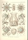 Vorschau Lithographie, Haeckel, Tafel 16: Pegantha