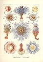Vorschau Lithographie, Haeckel, Tafel 17: Porpema