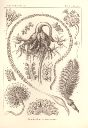 Vorschau Lithographie, Haeckel, Tafel 19: Pennatula