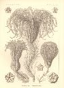 Vorschau Lithographie, Haeckel, Tafel 20:  Pentacrinus