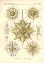 Vorschau Lithographie, Haeckel, Tafel 21:  Xiphacantha