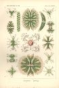 Vorschau Lithographie, Haeckel, Tafel 24: Staurastrum