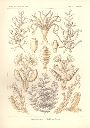 Vorschau Lithographie, Haeckel, Tafel 25: Diphasia