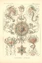 Vorschau Lithographie, Haeckel, Tafel 26: Carmaris