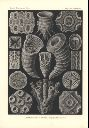 Vorschau Lithographie, Haeckel Tafel 29 Cyathophyllum
