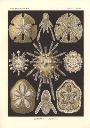 Vorschau Lithographie, Haeckel, Tafel 30: Clypeaster
