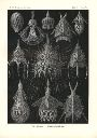 Vorschau Lithographie, Haeckel Tafel 31 Calocyclas