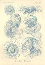 Vorschau Lithographie, Haeckel Tafel 36 Aequorea