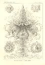 Vorschau Lithographie, Haeckel Tafel 37 Discolabe
