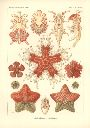 Vorschau Lithographie, Haeckel Tafel 40 Asterias