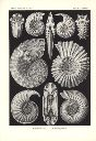 Vorschau Lithographie, Haeckel Tafel 44 Ammonites