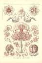 Vorschau Lithographie, Haeckel Tafel 46 Gemmaria