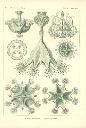 Vorschau Lithographie, Haeckel Tafel 48 Lucernaria