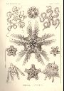 Vorschau Lithographie, Haeckel, Tafel 10: Ophiothrix