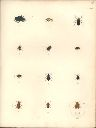 Vorschau Alexander von Humboldt, Reisewerk, Zoologie, Pl. 23 Insecta