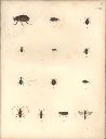 Vorschau Alexander von Humboldt, Reisewerk, Zoologie,  Pl. 22 Insecta