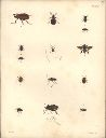 Vorschau Alexander von Humboldt, Reisewerk, Zoologie, Pl. 17 Insecta