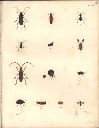 Vorschau Alexander von Humboldt, Reisewerk, Zoologie, Pl. 16 Insecta