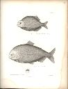 Vorschau Alexander von Humboldt, Reisewerk, Zoologie, Pl. 47 Characidae