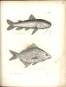 Vorschau Alexander von Humboldt, Reisewerk, Zoologie, Pl. 46 Teleostei