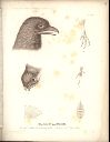 Vorschau Alexander von Humboldt, Reisewerk, Zoologie, Pl. 44 Steatornis caripensis