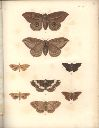 Vorschau Alexander von Humboldt, Reisewerk, Zoologie, Pl. 43 Lepidoptera