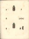 Vorschau Alexander von Humboldt, Reisewerk, Zoologie, Pl. 40 Insecta