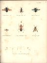Vorschau Alexander von Humboldt, Reisewerk, Zoologie, Pl. 38 Insecta