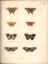 Vorschau Alexander von Humboldt, Reisewerk, Zoologie,  Pl. 37 Lepidoptera