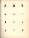 Vorschau Alexander von Humboldt, Reisewerk, Zoologie, Pl. 34 Coleoptera