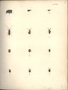 Vorschau Alexander von Humboldt, Reisewerk, Zoologie, Pl. 32 Coleoptera