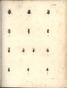 Vorschau Alexander von Humboldt, Reisewerk, Zoologie, Pl. 31 Coleoptera