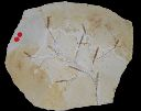 Vorschau Kalkplatte mit einer fossilen Pflanze