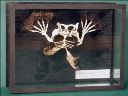 Vorschau Schultergürtel und Vorderextremitäten eines Schnabeltiers (Ornithorhynchus anatinus)