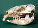 Vorschau Schädel vom Nacktnasenwombat (Vombatus ursinus)