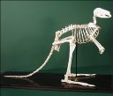 Vorschau Skelett eines Kängurus
