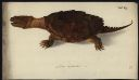 Vorschau Handzeichnung, F.W. Wunder, Schnappschildkröte