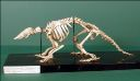 Vorschau Skelett eines Braunborsten-Gürteltiers (Chaetophractus villosus)