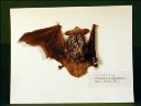 Vorschau Balgpräparat einer Fransenfledermaus (Myotis nattereri)