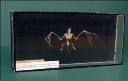 Vorschau Skelett einer Rauhhautfledermaus (Pipistrellus nathusii)