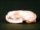 Vorschau Schädel eines Europäischen Nerz (Mustela lutreola)