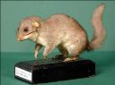 Vorschau Habitus eines Siebenschläfers (Glis glis)