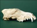 Vorschau Oberschädel eines Wolfs (Canis lupus)