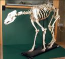 Vorschau Skelett eines Haushundes (Barsoi)