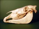 Vorschau Schädel eines Wildpferdes (Equus przewalskii)