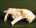 Vorschau Oberschädel eines Sibirischen Moschushirschen (Moschus moschiferus)
