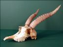 Vorschau Schädel der Saiga-Antilope (Saiga tatarica)